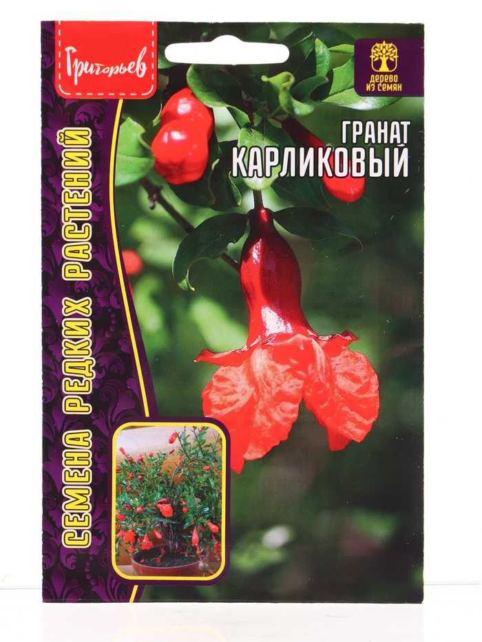 Семена цветов Гранат Карликовый 5шт.   12.29 г. - Фото 1