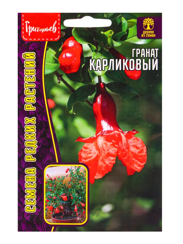 Семена цветов Гранат «Карликовый», 5 шт. «Григорьев» - Фото 1