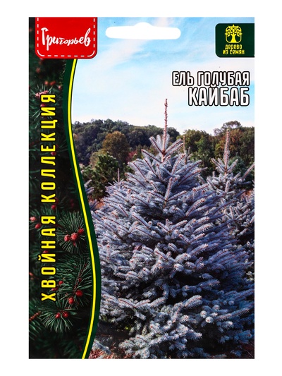 Семена Ель голубая «Кайбаб», 15 шт., «Григорьев»