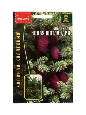Семена цветов Ель Новая Шотландия чёрная (Nova Scotia) 20 шт. / НОВИНКА  12.29 г.