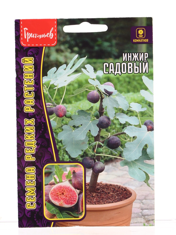 Семена цветов Инжир Садовый (Фиговое дерево) 30шт. / НОВИНКА  12.29 г.