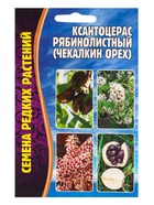 Семена Ксантоцерас Рябинолистный (Чекалкин орех) 2шт. 12.29 г. - фото 809477749