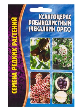 Семена Ксантоцерас Рябинолистный (Чекалкин орех) 2шт. 12.29 г.