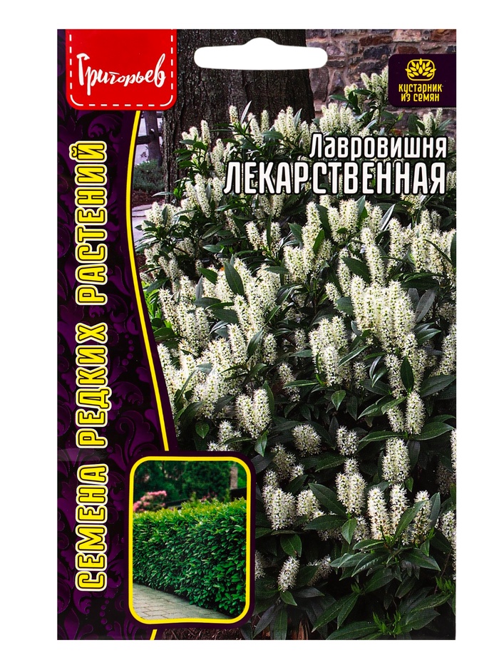 Семена цветов Лавровишня Лекарственная 3 шт. / НОВИНКА  12.29 г.