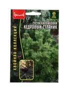 Семена Сосна Кедровый Стланик карликовая 5 шт. 12.29 г. - Фото 1