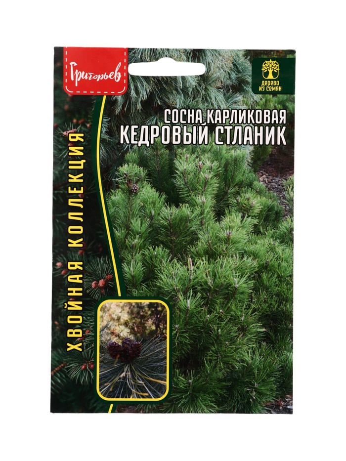 Семена Сосна Кедровый Стланик карликовая 5 шт. 12.29 г. - Фото 1