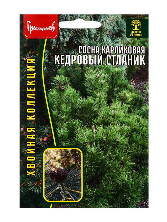 Семена Сосна карликовая «Кедровый Стлани», 5 шт., «Григорьев» - Фото 1