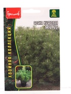 Семена цветов Сосна Мугус кустовая  10 шт.  12.29 г. - фото 809454754