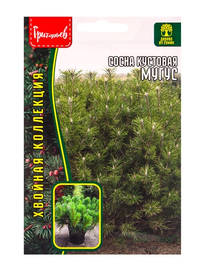 Семена Сосна Мугус кустовая 10 шт. 12.29 г.