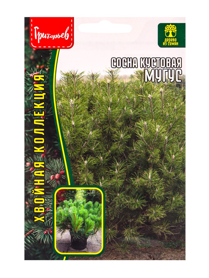 Семена Сосна Мугус кустовая 10 шт. 12.29 г. - Фото 1