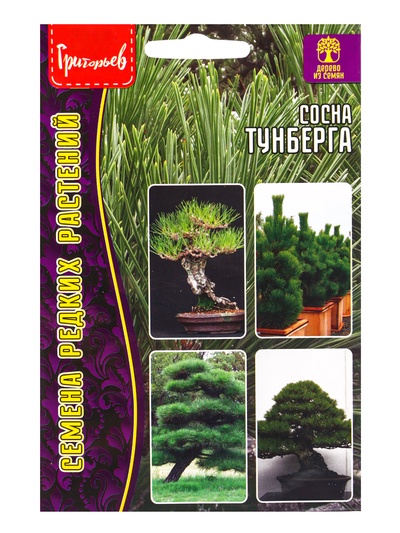 Семена Сосна «Тунберга», 10 шт., «Григорьев»