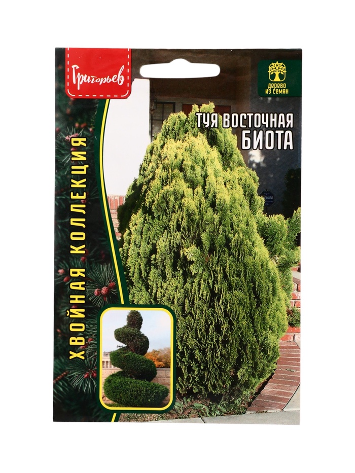 Семена Туя Биота восточная 30 шт. 12.29 г. - Фото 1