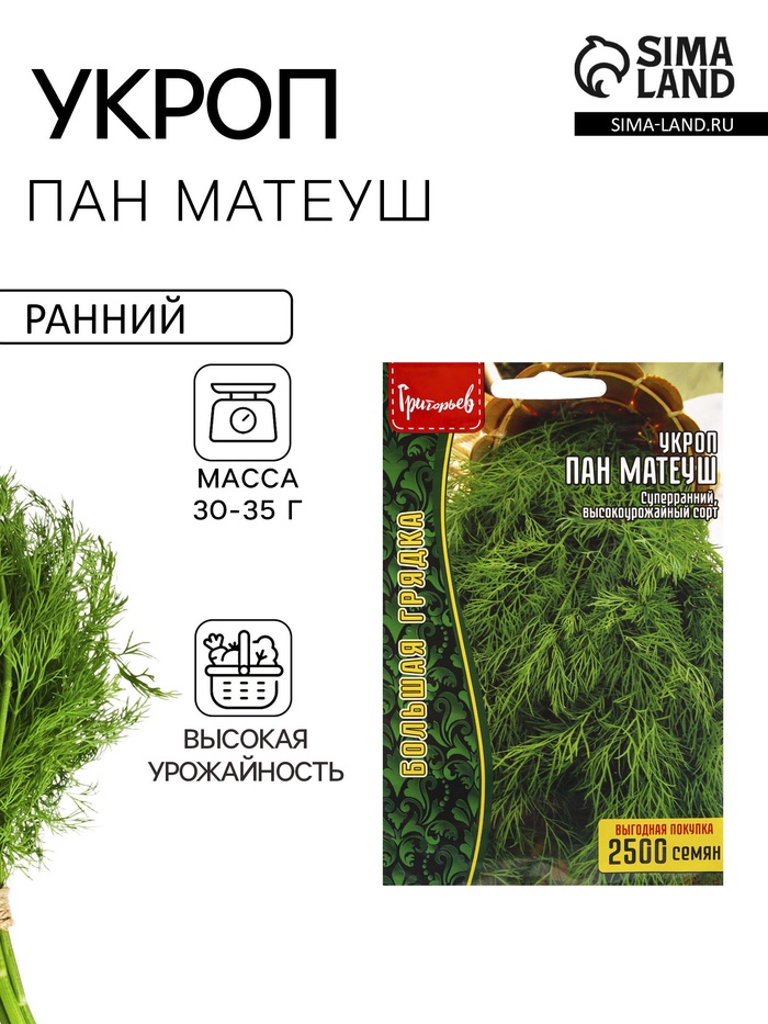 Семена Укроп «Пан Матеуш» быстроотрастающий, 2500 шт., «Григорьев» - Фото 1