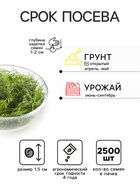 Семена Укроп «Пан Матеуш» быстроотрастающий, 2500 шт., «Григорьев» - Фото 2