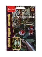 Семена цветов Фейхоа Крупноплодный 7 шт.  12.29 г. - фото 809454936