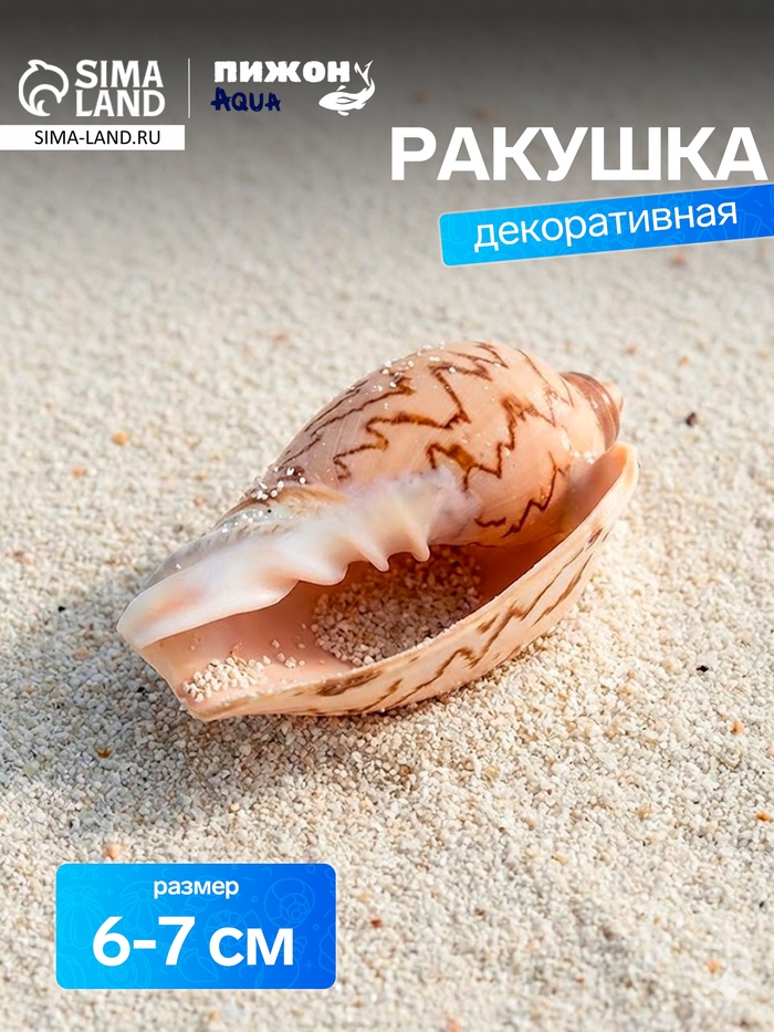 Ракушка декоративная, 6-7 см - Фото 1