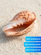 Ракушка декоративная, 6-7 см - фото 809460803