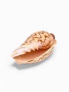 Ракушка декоративная, 6-7 см - фото 809460805