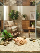 Ракушка декоративная, 6-7 см  (артикул 10939977)  большой выбор товаров оптом и в розницу по низким ценам с доставкой