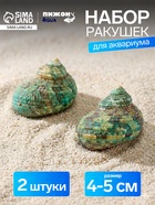 Набор ракушек декоративных, длина 4-5 см ширина 2 см, 2 шт. - фото 68182386