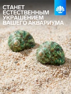 Набор ракушек декоративных, длина 4-5 см ширина 2 см, 2 шт. - фото 68182387