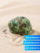 Набор ракушек декоративных, длина 4-5 см ширина 2 см, 2 шт. - фото 68182388