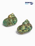 Набор ракушек декоративных, длина 4-5 см ширина 2 см, 2 шт. - фото 68182389