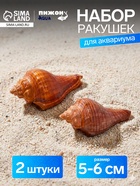 Ракушка декоративная, длина 5-6 см, ширина 4 см - Фото 1