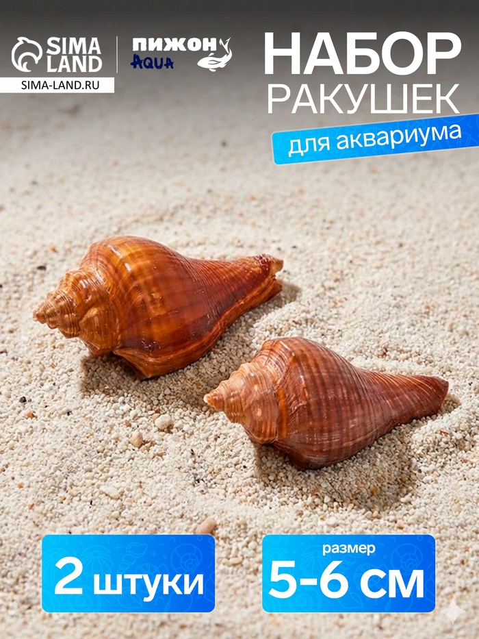Ракушка декоративная, длина 5-6 см, ширина 4 см - Фото 1