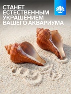 Ракушка декоративная, длина 5-6 см, ширина 4 см - фото 809460819