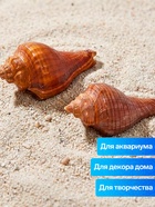 Ракушка декоративная, длина 5-6 см, ширина 4 см - Фото 3