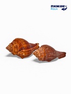 Ракушка декоративная, длина 5-6 см, ширина 4 см - фото 809460821