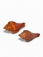 Ракушка декоративная, длина 5-6 см, ширина 4 см - фото 809460822