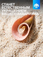 Набор ракушек декоративных, длина 4 см, 5 шт. - фото 809460825