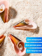 Набор ракушек декоративных, длина 4 см, 5 шт. - фото 809460826