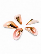 Набор ракушек декоративных, длина 4 см, 5 шт. - фото 809460828