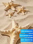Набор из 3 морских звезд, размер 5-7 см, 7-10 см, 10-12 см, белый  (артикул 10940175)  большой выбор товаров оптом и в розницу по низким ценам с доставкой
