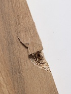 УЦЕНКА Шкаф четырехстворчатый Роджина, 1998х520х2400, Дуб крафт/Графит - Фото 7