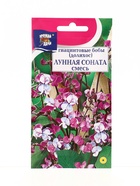 Семена цветов Бобы Гиацинтовые (Долихос) ЛУННАЯ СОНАТА Смесь 1 г. (комплект 2 шт) - фото 68183175