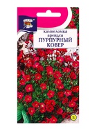 Семена цветов Камнеломка арендса «Пурпурный ковёр» 0.01 г - Фото 1