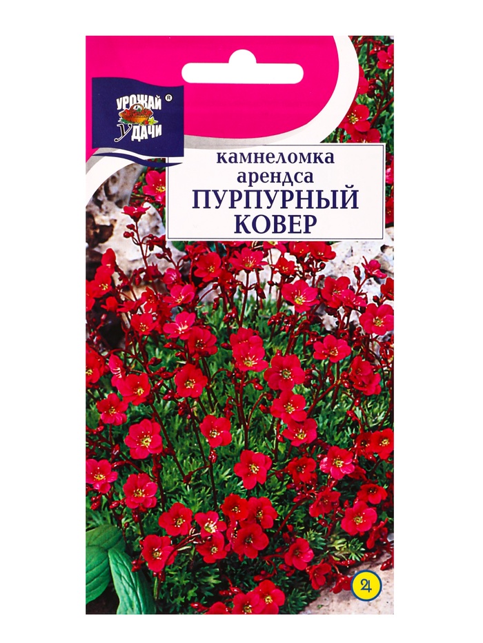 Семена цветов Камнеломка Пурпурный ковёр 0,01 г. - Фото 1