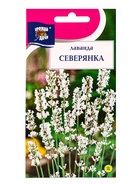 Семена цветов Лаванда СЕВЕРЯНКА  5 шт.  (артикул 10974268)  большой выбор товаров оптом и в розницу по низким ценам с доставкой