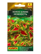 Набор семян цветов Колеус - фото 68977238