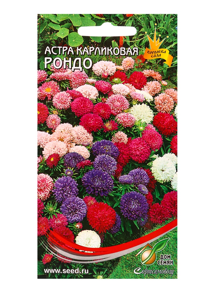 Набор семян Астра карлик «Рондо», смесь, 100 семян - Фото 1