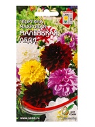 Набор семян Георгина махровая «Маленькая Леди», 10 семян - фото 69174405