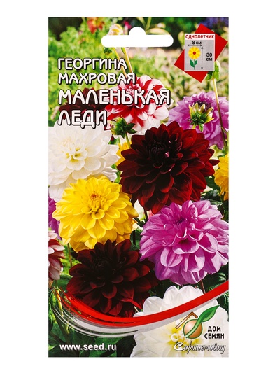 Набор семян Георгина махровая «Маленькая Леди», 10 семян