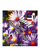 Семена цветов Астра Альпийская голубая Дарит 0,1г (400)  (артикул 10965723)  большой выбор товаров оптом и в розницу по низким ценам с доставкой