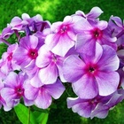 Флокс метельчатый "Российская селекция" Виринея, I р-р, 1 шт, 75-80 h(см), Весна 2026 10661718