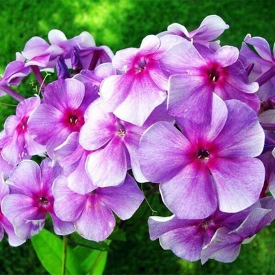 Флокс метельчатый "Российская селекция" Виринея, I р-р, 1 шт, 75-80 h(см), Осень 2024