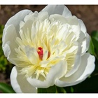 Пион молочноцветковый Иммакули, 2-3 р-р, 1 шт., Весна 2026  (артикул 10661796)  большой выбор товаров оптом и в розницу по низким ценам с доставкой